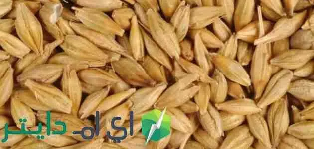 هل الشعير يساعد على خفض الكوليسترول