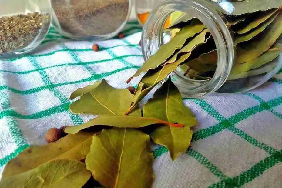 ماذا تعرف عن أوراق الغار وفوائدها الصحية؟